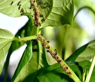 Integrated Pest Management