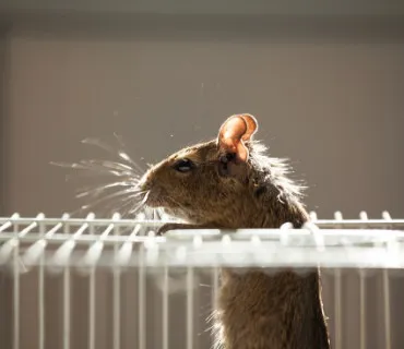 Rodent Control
